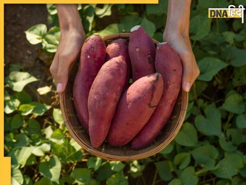 Sweet potato Benefits