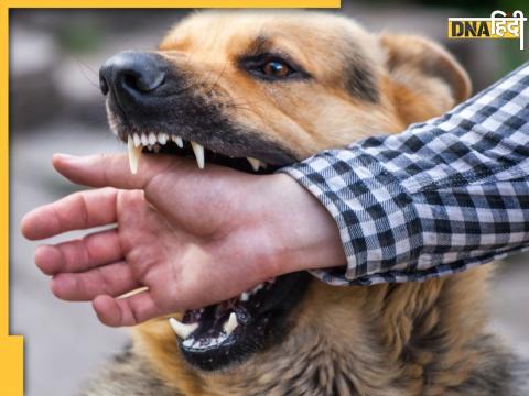 28 people injured due to dog bite