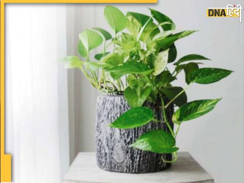 Money Plant Vastu