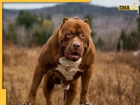  Pitbull dog attack news