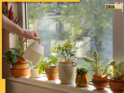 Indoor Green Plants