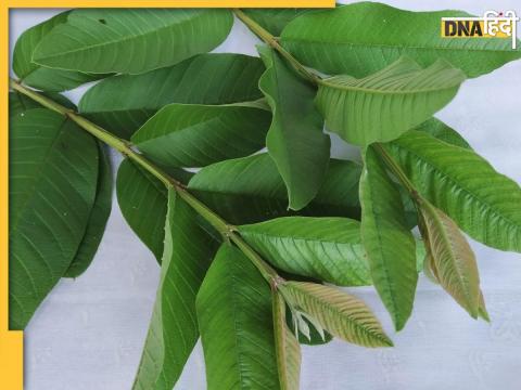 Guava Leaves Benefits.