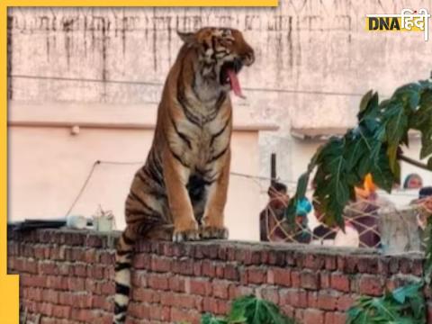 Tiger Seen in Pilibhit Village