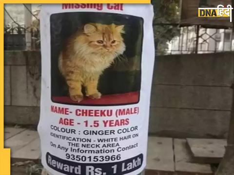 Missing Cat Poster