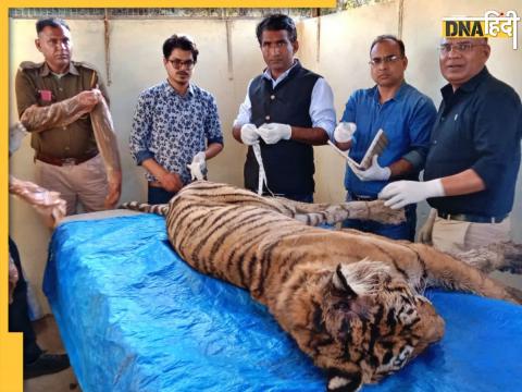 Ranthambore National Park में बाघिन T-19 उर्फ कृष्णा की मौत बेहद चर्चा में रही थी. (File Photo)