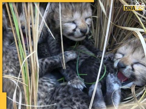 Kuno National Park Cheetah Cubs