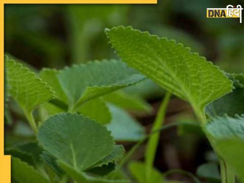 Health Benefits Of Ajwain Leaves