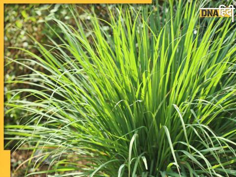 Health Benefits Of Lemongrass Herb