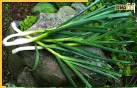 Garlic Leaves Benefits