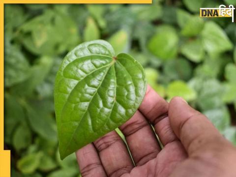 Betel Leaf Benefits