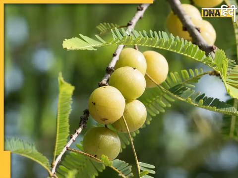 Health Benefits Of Eating Amla