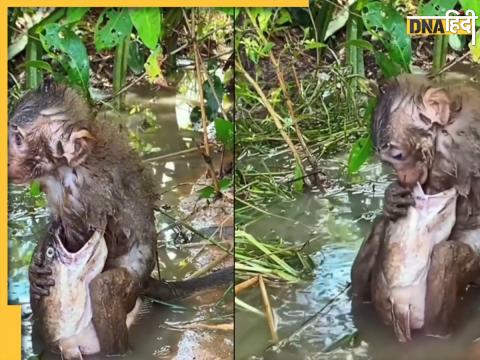 Fish And Monkey Viral Video