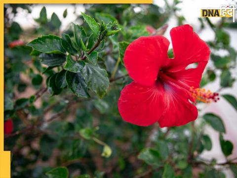 Health Benefits Of Hibiscus Flower