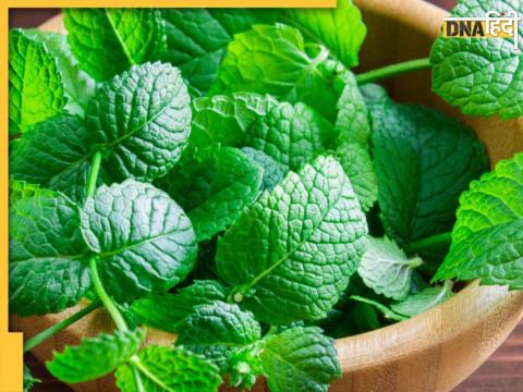 Mint Leaves Benefits