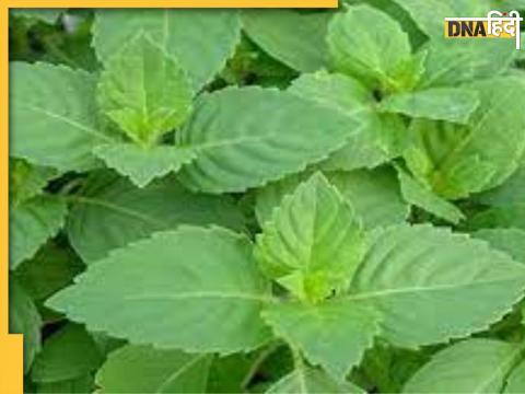 Tulsi Leaves Upay And Benefits