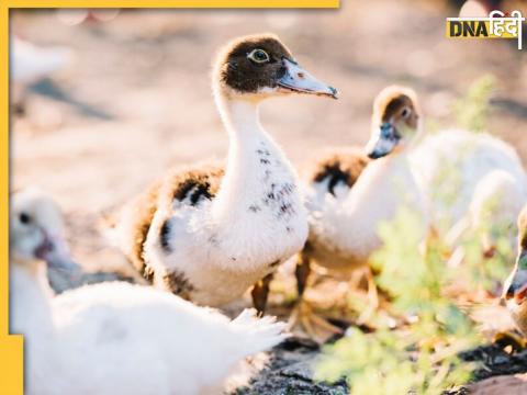 बर्ड फ्लू (Bird Flu) 