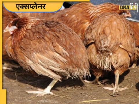 ranikhet disease hens