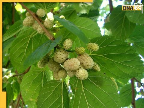 White Mulberry For Diabetes