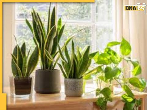 Vastu Tips For Plant