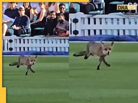 Fox enter in cricket field during live match Vitality Blast 2024 London Watch Video Hampshire vs Surrey