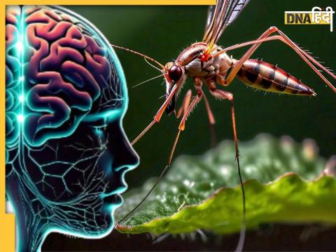 How Dengue Affects Brain