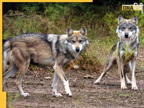 wolves in bahraich