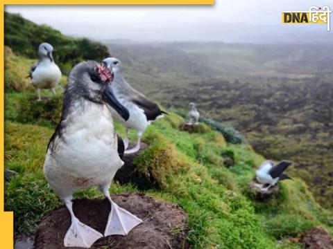  An injured gray headed Albatross