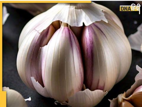 Chinese Garlic