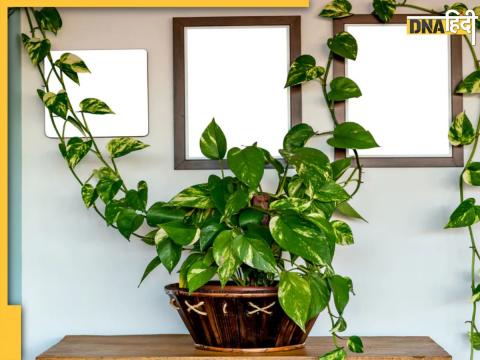 Money Plant Tips