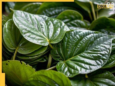 betel leaves benefits