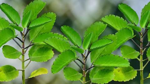 वेजाइनल इंफ़ेक्शन में असरदार 