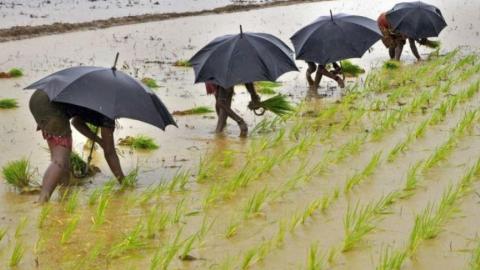 बारिश आधारित खेती को जमकर हुआ है लाभ