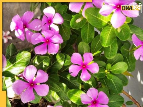 Sadabahar Flower Benefits