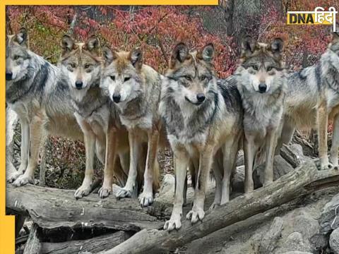 couple went to celebrate birthday surrounded by wolves video goes viral