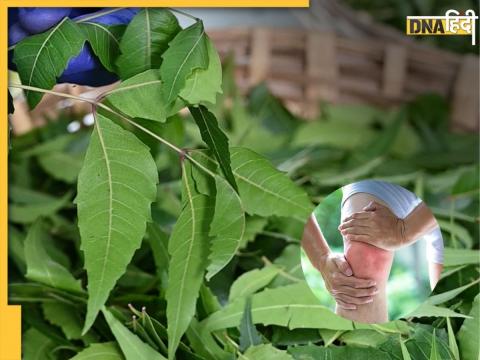 Neem Leaves To Control Uric Acid