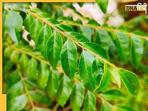 Curry Leaves