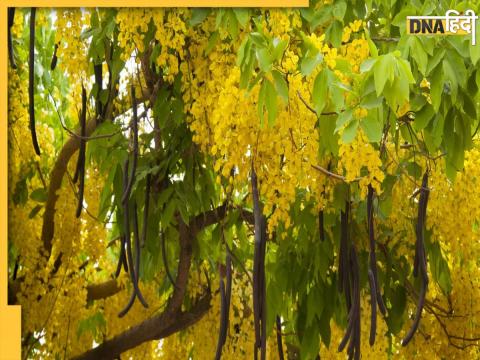 Amaltas Benefits