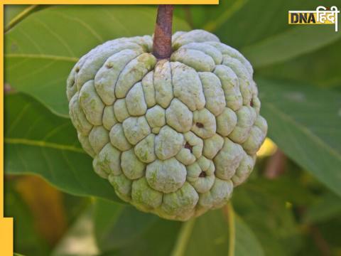 Custard Apple Benefits