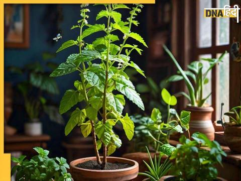 Vastu Tips For Tulsi Plant