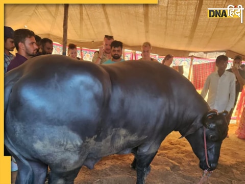 Pushkar Mela 2024 Viral Buffalo