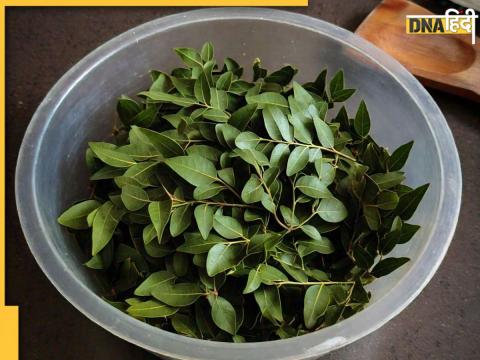 Curry Leaves