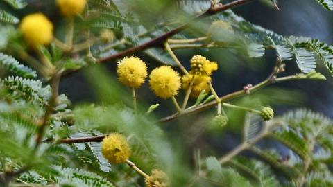 बबूल (Acacia) को किसानों का दुश्मन