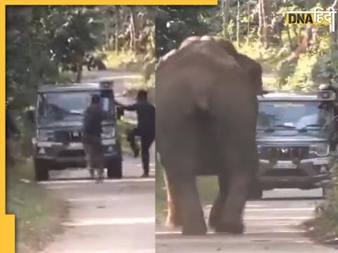 elephant scary video