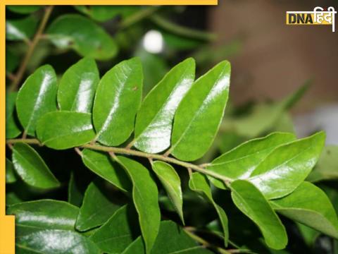 Curry Leaves Benefits