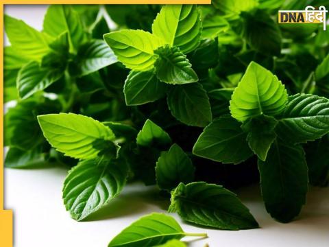 Tulsi Leaves Benefits