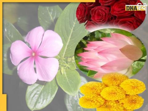 Health Benefits Of Flowers: