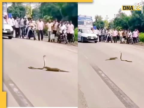 Snake Mongoose Fight