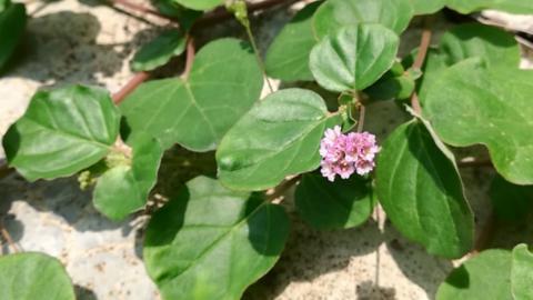 गुणों का भंडार