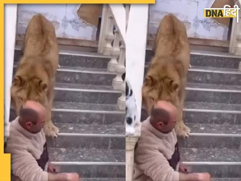Sher Ka Video