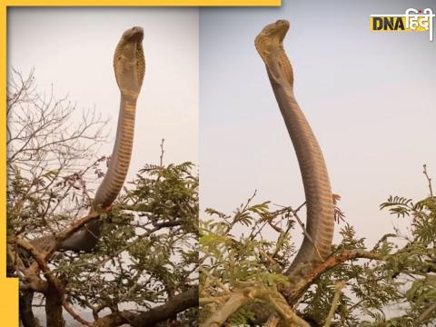 Viral King Cobra Video